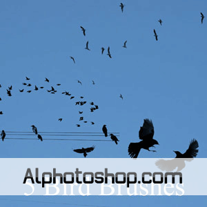 فرشاة سراب طيور