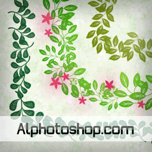 فراشي ايطارات نباتية